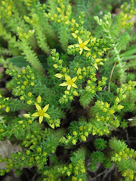 Sedum sexangulare \ Milder Mauerpfeffer / Tasteless Stonecrop, Kroatien/Croatia Istrien/Istria, Poreč 26.5.2006