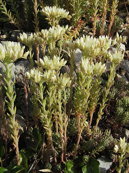 Sedum ochroleucum \ Blagelber Mauerpfeffer / European Stonecrop, Kroatien/Croatia Senj 1.6.2006