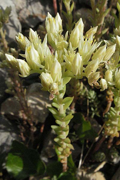 Sedum ochroleucum \ Blagelber Mauerpfeffer / European Stonecrop, Kroatien/Croatia Senj 1.6.2006