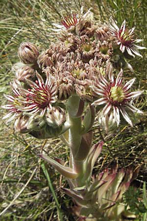 Sempervivum tectorum \ Dach-Hauswurz / Common House-Leek, Kroatien/Croatia Gola Plješevica 18.7.2007