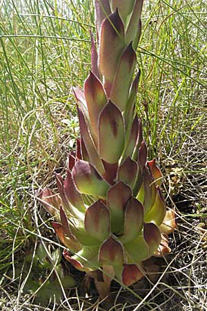 Sempervivum tectorum \ Dach-Hauswurz / Common House-Leek, Kroatien/Croatia Gola Plješevica 18.7.2007