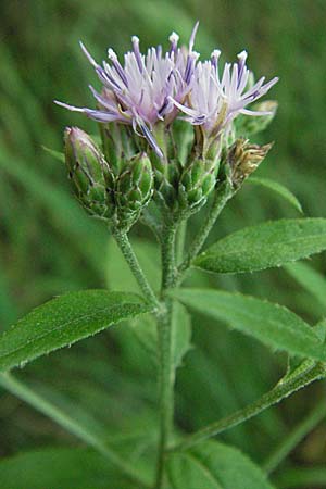 Serratula tinctoria \ Frber-Scharte, Kroatien Plitvička 19.7.2007