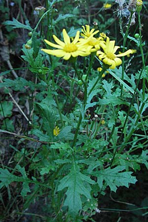 Senecio jacobaea \ Jakobs-Greiskraut, Jakobs-Kreuzkraut / Common Ragwort, Kroatien/Croatia Učka 14.7.2007