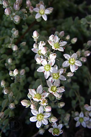 Sedum dasyphyllum \ Dickblttriger Mauerpfeffer / Corsian Stonecrop, Kroatien/Croatia Knin 2.6.2008