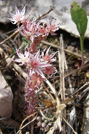 Sedum hispanicum \ Spanischer Mauerpfeffer / Spanish Stonecrop, Kroatien/Croatia Krka 3.6.2008