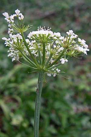 Oenanthe lachenalii \ Wiesen-Wasserfenchel, Lachenals Wasserfenchel / Parsley Water Dropwort, Kroatien/Croatia Istrien/Istria, Premantura 5.6.2008