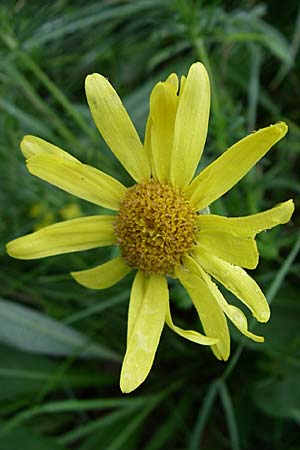 Senecio doronicum subsp. doronicum \ Gmswurz-Greiskraut / Chamois Ragwort, Kroatien/Croatia Mala Učka 6.6.2008