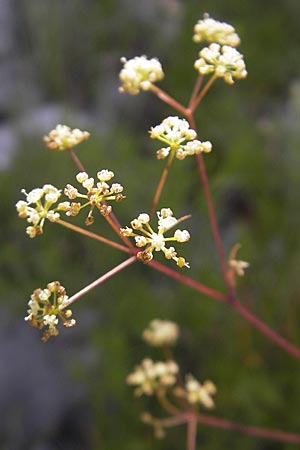 Seseli kochii \ Kochs Bergfenchel, Gouans Bergfenchel / Koch's Seseli, Gouan's Seseli, Kroatien/Croatia Velebit Oltare 29.6.2010