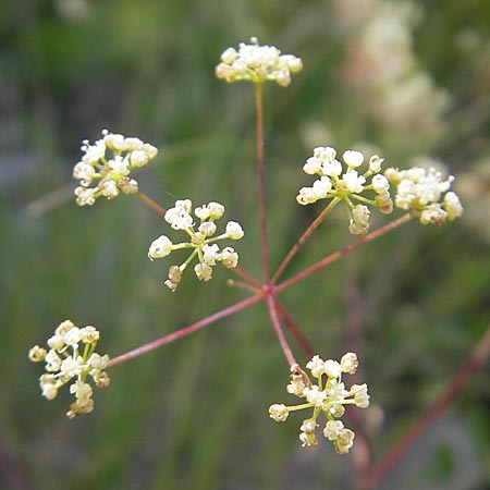 Seseli kochii \ Kochs Bergfenchel, Gouans Bergfenchel / Koch's Seseli, Gouan's Seseli, Kroatien/Croatia Velebit Oltare 29.6.2010