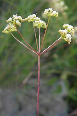 Seseli kochii \ Kochs Bergfenchel, Gouans Bergfenchel / Koch's Seseli, Gouan's Seseli, Kroatien/Croatia Velebit Oltare 29.6.2010