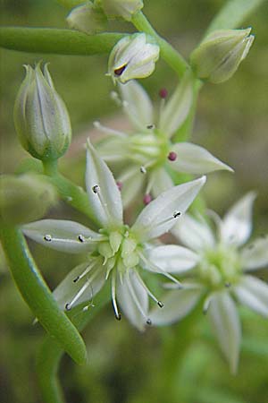 Sedum cepaea \ Rispen-Mauerpfeffer / Pink Stonecrop, Kroatien/Croatia Plitvička 30.6.2010