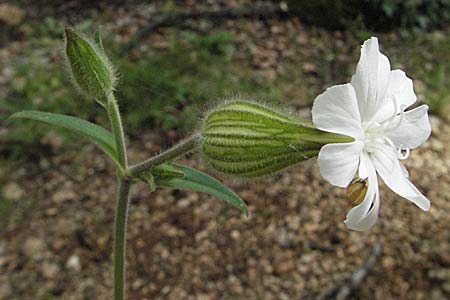 Silene latifolia subsp. alba \ Weie Lichtnelke / White Campion, Kroatien/Croatia Istrien/Istria, Poreč 26.5.2006