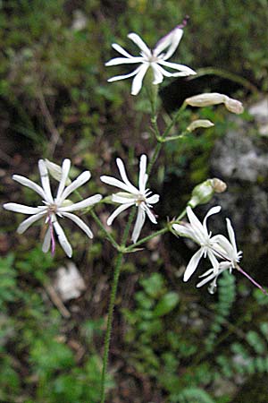 Silene nutans \ Nickendes Leimkraut / Nottingham Catchfly, Kroatien/Croatia Plitvička 2.6.2006