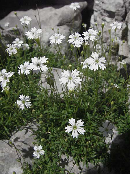 Silene quadrifida \ Alpen-Strahlensame / Alpine Catchfly, Kroatien/Croatia Velebit Zavizan 17.7.2007