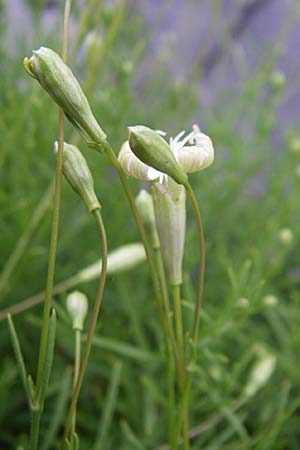 Silene saxifraga \ Steinbrech-Leimkraut, Karst-Leimkraut / Tufted Catchfly, Kroatien/Croatia Karlobag 3.6.2008