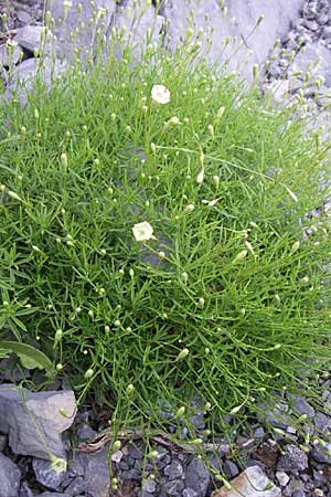 Silene saxifraga \ Steinbrech-Leimkraut, Karst-Leimkraut / Tufted Catchfly, Kroatien/Croatia Karlobag 3.6.2008
