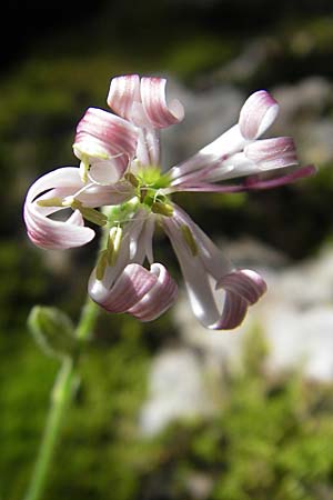 Silene nutans \ Nickendes Leimkraut / Nottingham Catchfly, Kroatien/Croatia Učka 28.6.2010