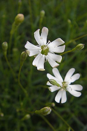 Silene hayekiana \ Hayeks Leimkraut / Hayek Catchfly, Kroatien/Croatia Učka 28.6.2010