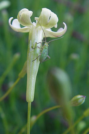 Silene hayekiana \ Hayeks Leimkraut / Hayek Catchfly, Kroatien/Croatia Učka 28.6.2010
