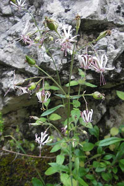 Silene nutans \ Nickendes Leimkraut / Nottingham Catchfly, Kroatien/Croatia Učka 29.6.2010