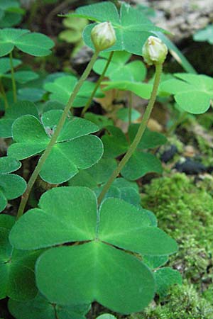 Oxalis acetosella \ Wald-Sauerklee / Wood Sorrel, Kroatien/Croatia Učka 14.7.2007