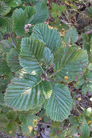 Sorbus aria subsp. lanifera \ Wolltragende Mehlbeere / Wool-Bearing Whitebeam, Kroatien/Croatia Velebit 18.8.2016