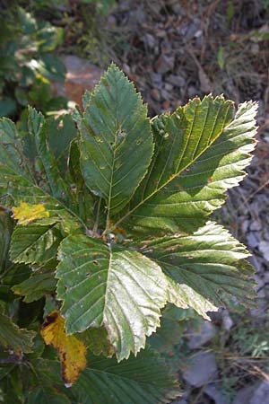 Sorbus aria subsp. lanifera \ Wolltragende Mehlbeere / Wool-Bearing Whitebeam, Kroatien/Croatia Velebit 18.8.2016