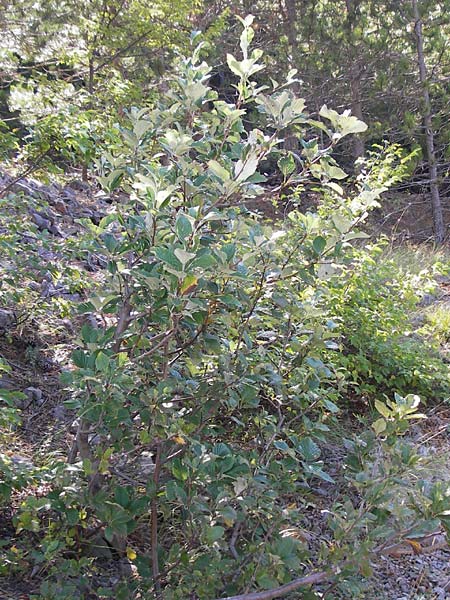 Sorbus aria subsp. lanifera \ Wolltragende Mehlbeere / Wool-Bearing Whitebeam, Kroatien/Croatia Velebit 18.8.2016