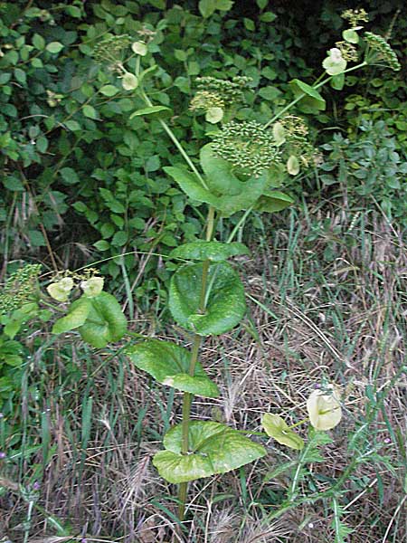 Smyrnium rotundifolium \ Rundbl&auml;ttrige Gelbdolde / Round-Leaved Alexanders, Kroatien/Croatia Senj 31.5.2006
