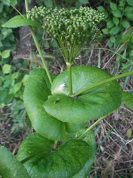 Smyrnium rotundifolium \ Rundbl&auml;ttrige Gelbdolde / Round-Leaved Alexanders, Kroatien/Croatia Senj 31.5.2006
