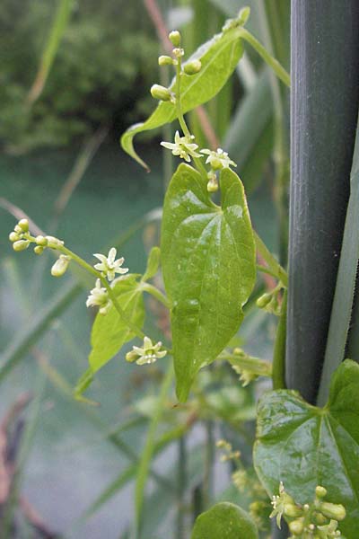 Dioscorea communis \ Schmerwurz / Black Bryony, Kroatien/Croatia Plitvička 2.6.2006
