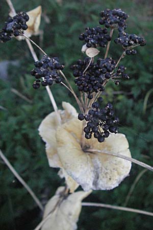 Smyrnium rotundifolium \ Rundbl&auml;ttrige Gelbdolde / Round-Leaved Alexanders, Kroatien/Croatia Senj 16.7.2007
