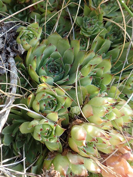Sempervivum tectorum \ Dach-Hauswurz / Common House-Leek, Kroatien/Croatia Učka 12.8.2016
