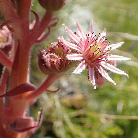 Sempervivum tectorum \ Dach-Hauswurz / Common House-Leek, Kroatien/Croatia Učka 12.8.2016