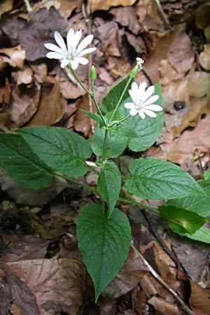 Stellaria nemorum \ Hain-Sternmiere / Wood Stitchwort, Kroatien/Croatia Plitvička 1.6.2008