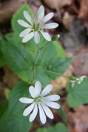 Stellaria nemorum \ Hain-Sternmiere / Wood Stitchwort, Kroatien/Croatia Plitvička 1.6.2008