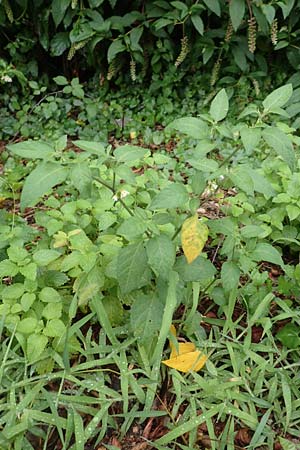 Solanum chenopodioides ? \ Gnsefublttriger Nachtschatten, Zierlicher Nachtschatten / Whitetip Nightshade, Goosefoot Nightshade, Kroatien/Croatia Istrien/Istria, Lovran 10.8.2016