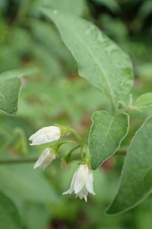 Solanum chenopodioides ? \ Gnsefublttriger Nachtschatten, Zierlicher Nachtschatten / Whitetip Nightshade, Goosefoot Nightshade, Kroatien/Croatia Istrien/Istria, Lovran 10.8.2016