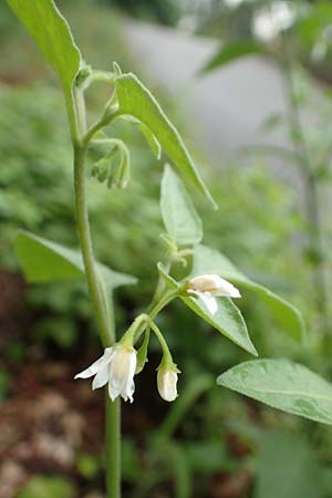 Solanum chenopodioides ? \ Gnsefublttriger Nachtschatten, Zierlicher Nachtschatten / Whitetip Nightshade, Goosefoot Nightshade, Kroatien/Croatia Istrien/Istria, Lovran 10.8.2016