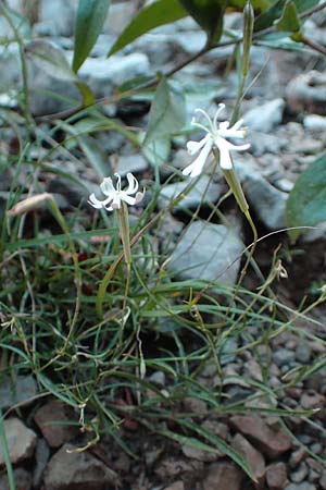 Silene nutans \ Nickendes Leimkraut / Nottingham Catchfly, Kroatien/Croatia Velebit 19.8.2016