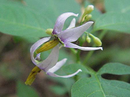 Solanum dulcamara \ Bitterser Nachtschatten / Bittersweet, Kroatien/Croatia Plitvička 19.7.2007