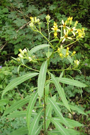 Senecio ovatus \ Fuchssches Greiskraut, Fuchs-Kreuzkraut / Woundwort, Wood Ragwort, Kroatien/Croatia Medvednica 18.7.2010