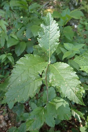 Sorbus aria subsp. lanifera ? \ Wolltragende Mehlbeere / Wool-Bearing Whitebeam, Kroatien/Croatia Risnjak 14.8.2016