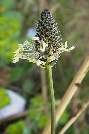 Plantago lanceolata, Ribwort Plantain Plantago lanceolata, Ribwort Plantain