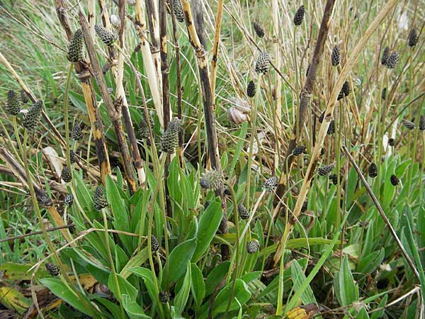 Plantago lanceolata \ Spitz-Wegerich / Ribwort Plantain, Kroatien/Croatia Šibenik 2.4.2006