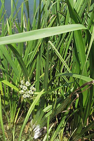 Sparganium erectum s.l. \ &Auml;stiger Igelkolben / Branched Bur-Reed, Kroatien/Croatia Otočac 18.7.2007
