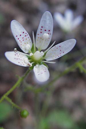 Saxifraga rotundifolia \ Rundblttriger Steinbrech / Round-Leaved Saxifrage, Kroatien/Croatia Učka 28.6.2010