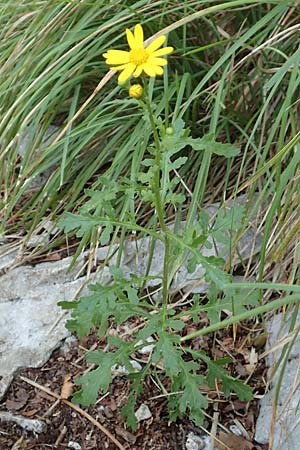 Senecio rupestris \ Felsen-Greiskraut / Rock Ragwort, Kroatien/Croatia Učka 12.8.2016
