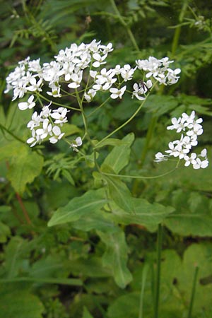 Peltaria alliacea \ Scheibenschtchen / Garlic Cress, Kroatien/Croatia Učka 28.6.2010