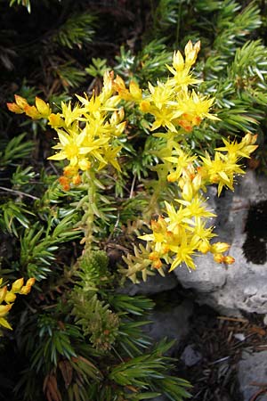 Sedum sexangulare \ Milder Mauerpfeffer / Tasteless Stonecrop, Kroatien/Croatia Velebit Zavizan 19.8.2016